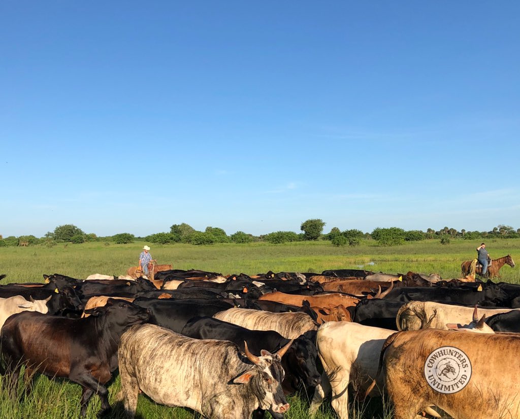 A couple shots from work here on the ranch as we’ve hit the time of year for shipping calves and weaning replacement heifers.  Scorching hot with heat index around 105°F  #floridabeef #shippingtime #weaningheifers #floridaranches #cattle #cattletales #betweenthebeaches