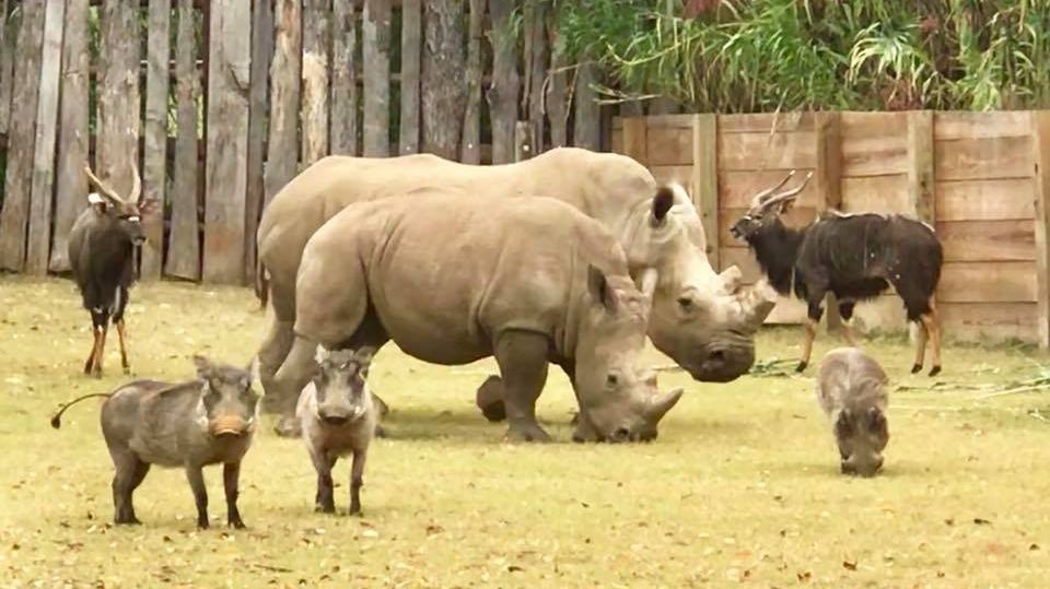 TulsaZoo's tweet photo. We like to take the whole crew to the Mary K. Chapman Rhino Reserve for an Oklahoma safari! @TravelOK #OKHereWeGO #OKHerd #FavoriteGetaway https://t.co/U1sULf9QoV