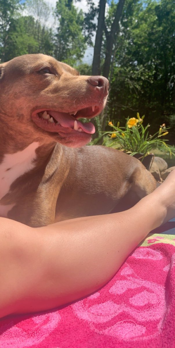 jacobs_mallory's tweet photo. My sunbathing baby 💛 https://t.co/LhoeM3FaBJ
