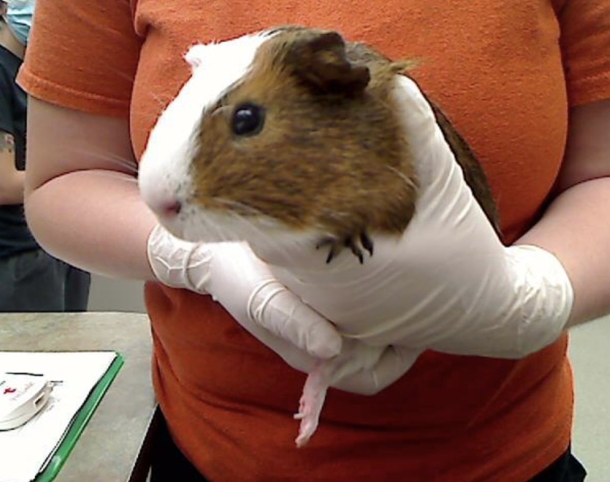 NEHumaneSociety's tweet photo. We see that the Loch Ness Monster is trending, which makes sense given the trajectory that 2020 is taking. We don't have any animals at the shelter that are as interesting as Nessie, but we do have Gilgamish the guinea pig. We think he's pretty neat. #LochNessMonster https://t.co/dApxMI3Gcm