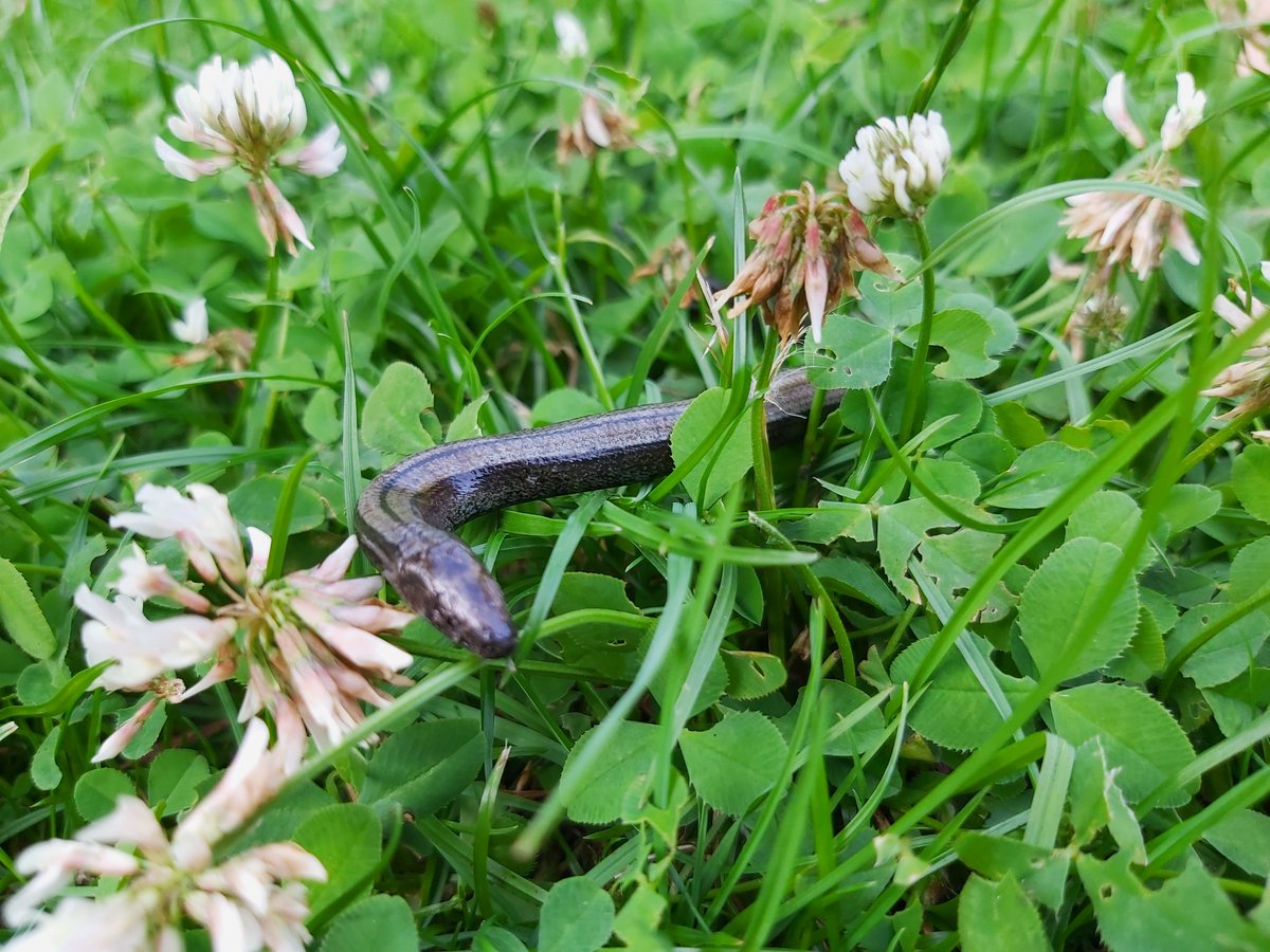 radstockmarkus's tweet photo. A little visitor in the garden this afternoon #wildlife #garden https://t.co/NXzCPaTuuj