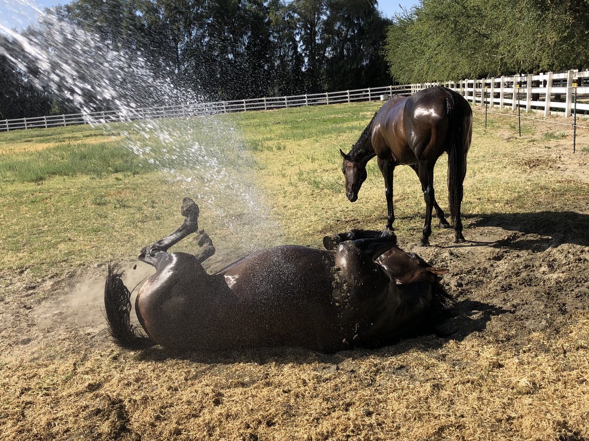 GloriousAllianc's tweet photo. Pie totally in her water element! #mudpie https://t.co/r365FWPpWB