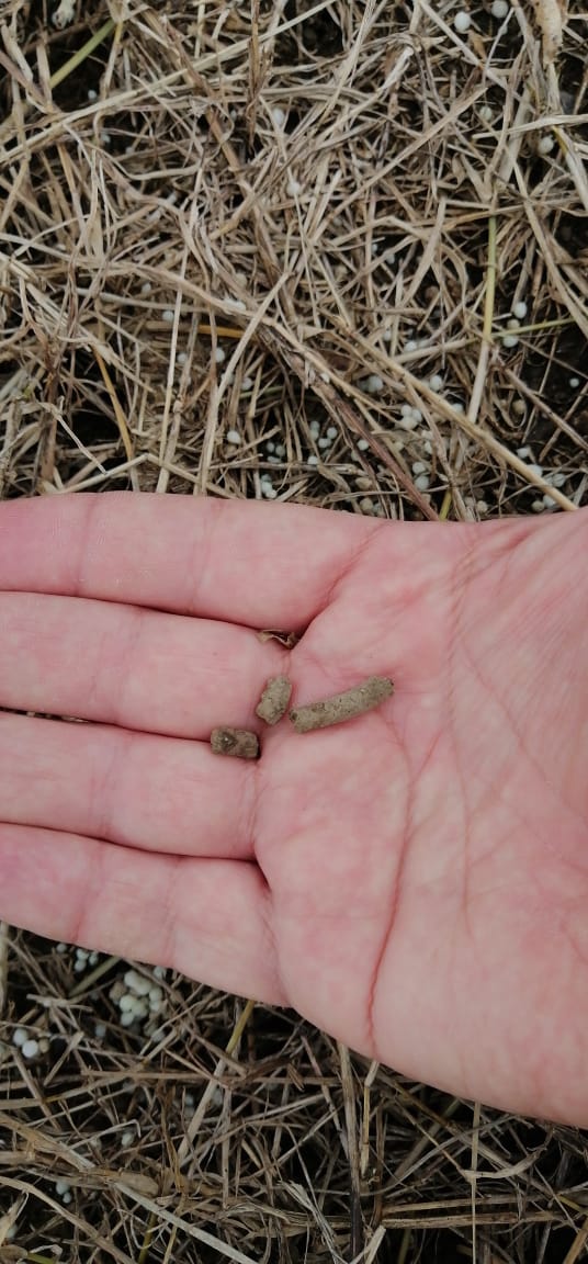 FagroMx's tweet photo. Desarrollo radicular y fijación de Nitrógeno en cultivo de #limón persa con Raizorg 3G.
Durante el mes de junio aprovecha 10% de descuento en la compra de Raizorg 3G ➜ https://t.co/MFXSYbgXon https://t.co/IJCUlxAfSg