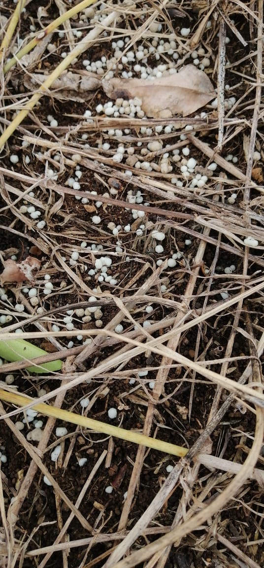 FagroMx's tweet photo. Desarrollo radicular y fijación de Nitrógeno en cultivo de #limón persa con Raizorg 3G.
Durante el mes de junio aprovecha 10% de descuento en la compra de Raizorg 3G ➜ https://t.co/MFXSYbgXon https://t.co/IJCUlxAfSg