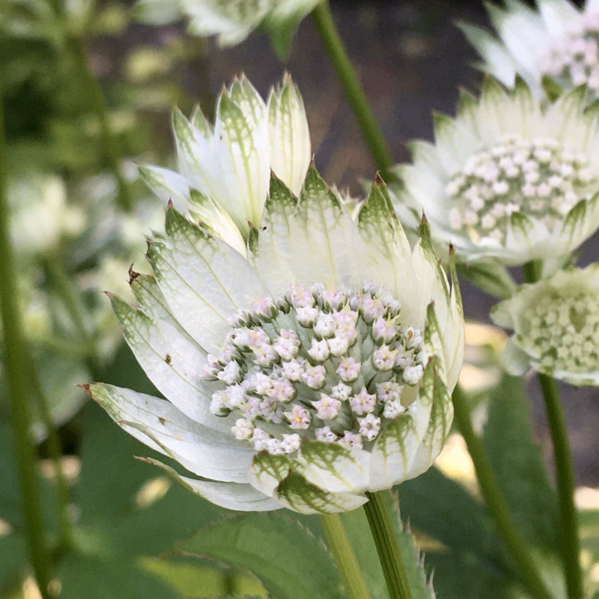bethan_gardener's tweet photo. Oh the evening light! π Astrantia 'Million Stars' living up to its name in a shady corner that never gets watered - is it because I am too lazy or does it not need it? π€ @RuskinsFriends #Brantwood #partialshade #LakeDistrict https://t.co/rJAf6dsTY0