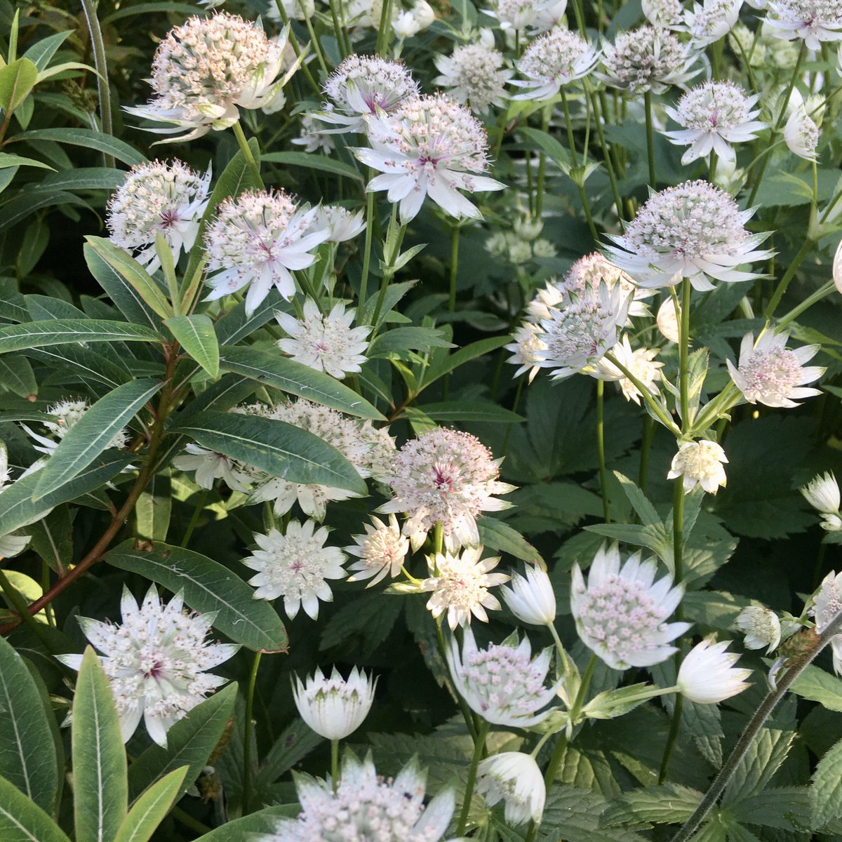 bethan_gardener's tweet photo. Oh the evening light! π Astrantia 'Million Stars' living up to its name in a shady corner that never gets watered - is it because I am too lazy or does it not need it? π€ @RuskinsFriends #Brantwood #partialshade #LakeDistrict https://t.co/rJAf6dsTY0