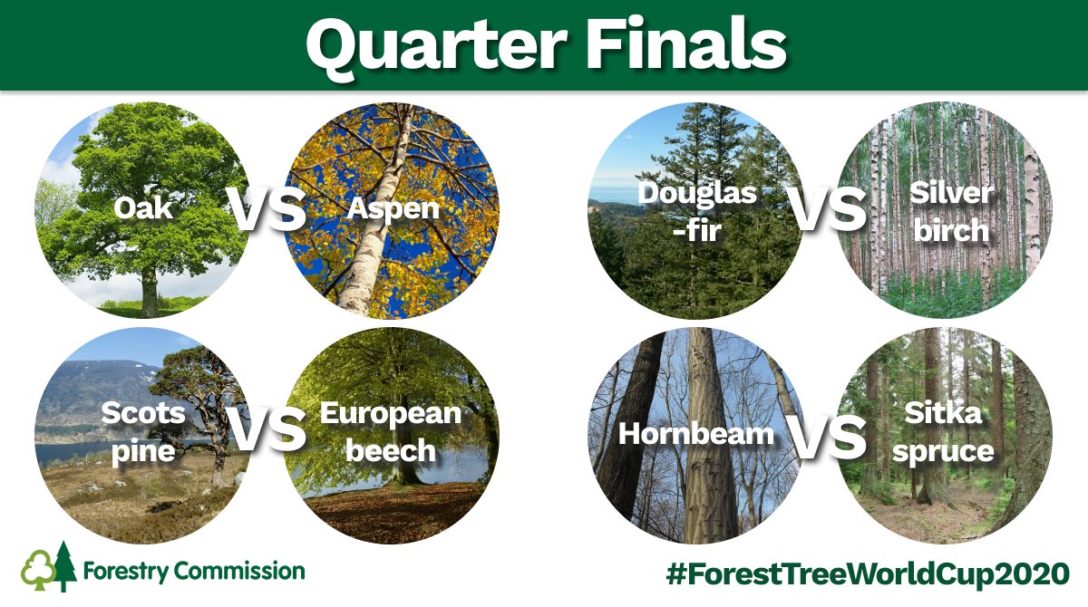 lwhemmings's tweet photo. The #ForestTreeWorldCup2020 is whittled down to the final 8 entrants! Who have you got down to win?

It's about to get very competitive... Quarter Final matchups below. https://t.co/NOqAAriX2E