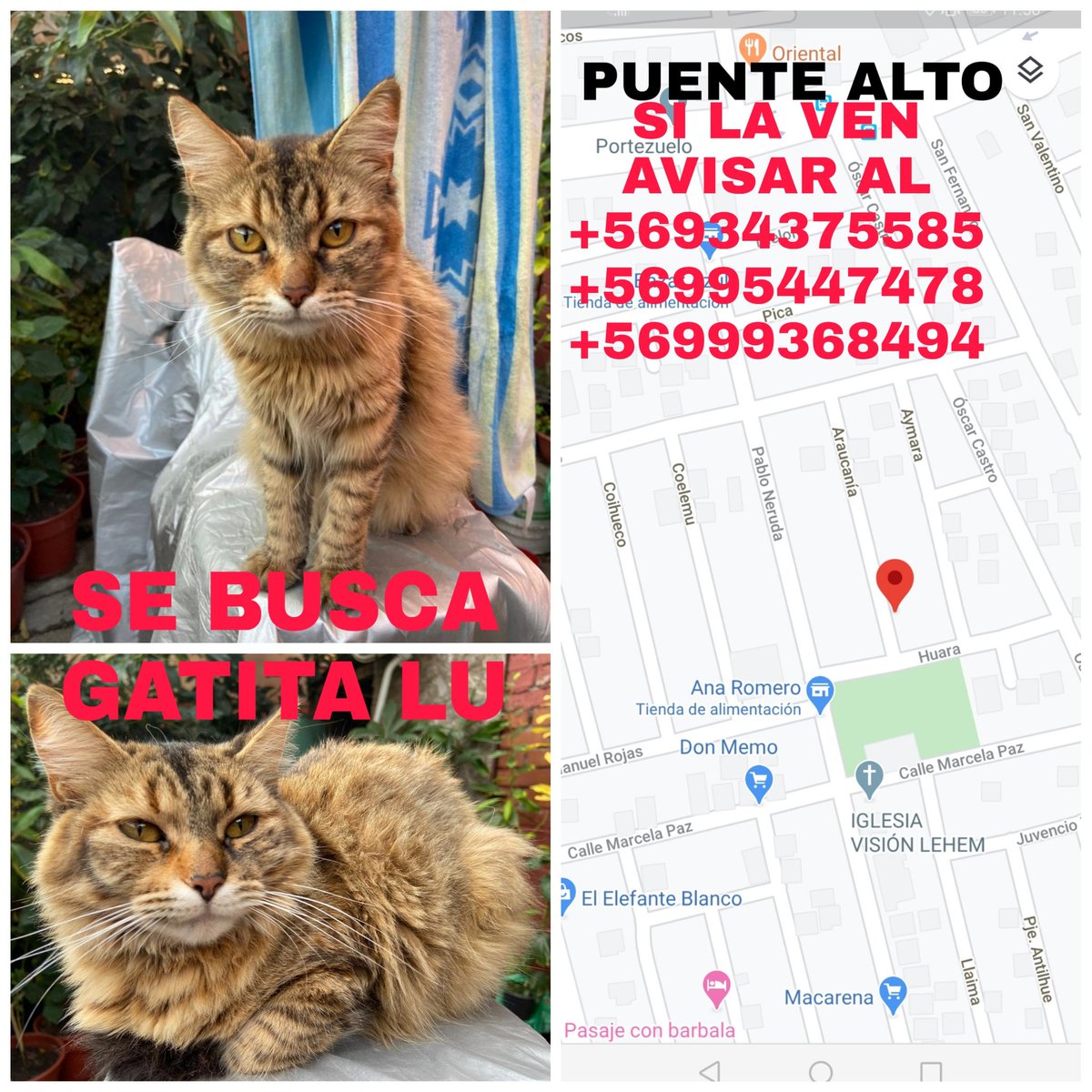 <a href="/ChilePerdidos/">MascotaPerdidaChile</a> me ayudan porfavor a difundir  gatita perdida de 1 año, necesita sus atenciones por problemas neurológicos pérdida desde el lunes 22, en pasaje Araucanía puente alto 😔