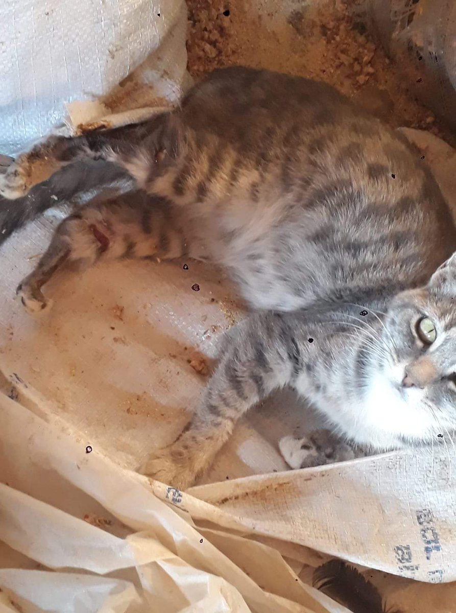 Ayakları çürüyormuş bu canın ve ilan sahibinin elinden bir şey gelmiyormuş. Yok mu yardım edebilecek biri.  Konya Yunak 0536 936 56 01😢😢