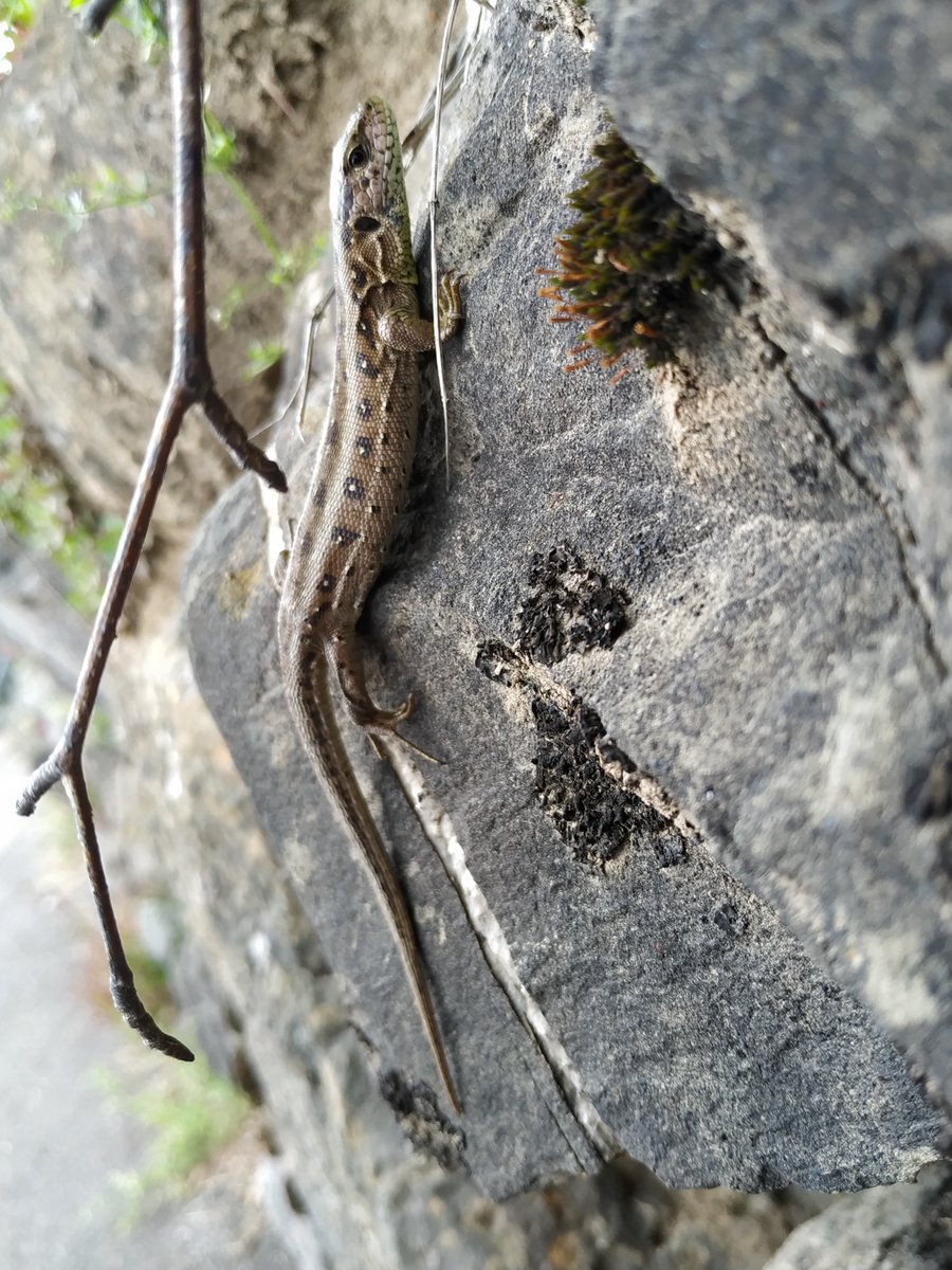 lisha_ghost's tweet photo. Surprised to know there are viviparous lizards😱 https://t.co/BQXIXEIqph