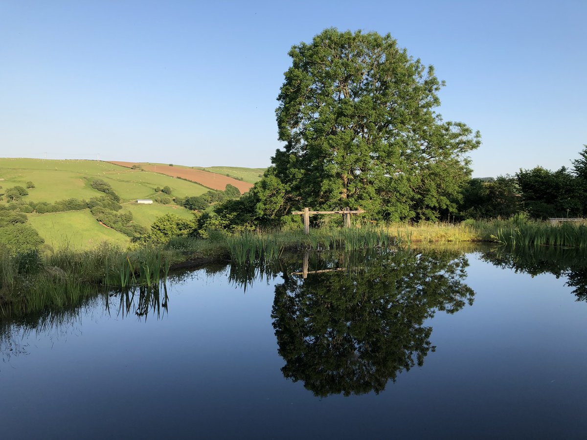 After an evening swim #swim #wildswimming #pond #mirror #still #water #june #swallows #blue #bluesky #green #evening #hedgerow #summer #ash #ashtree #reflection #woodsculpture by @edpayne84