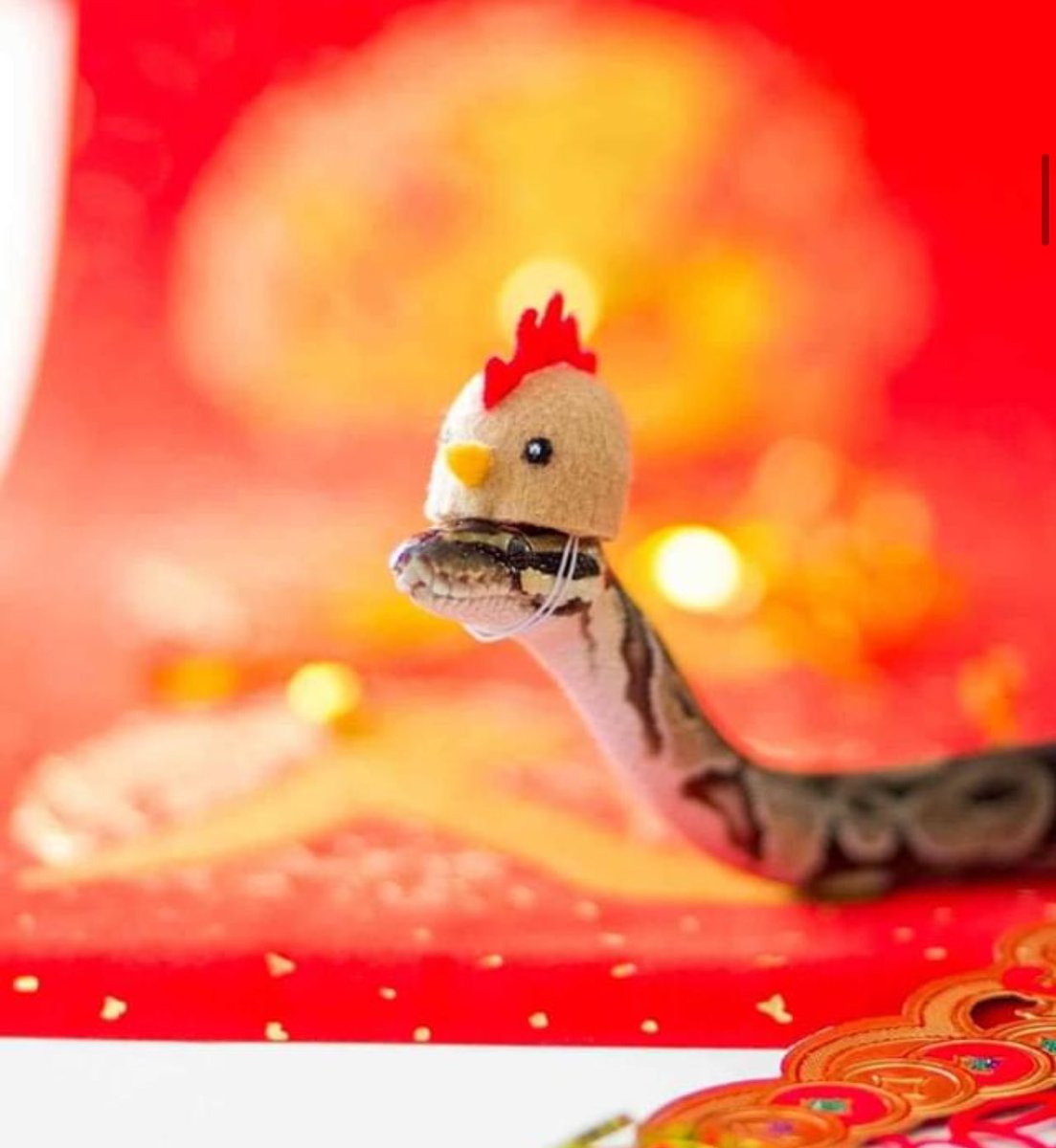 ruda_boobear's tweet image. Hejka pisze tutaj bo mam fajna ofertę pracy. Można ja pogodzić z innymi obowiązkami i samemu decydować o godzinach pracy. Jeśli ktoś chciałby poznać więcej szczegółów niech napisze do mnie na dm 😌❤️ #tweetme #RT (rt dla zasieguuu proszę )