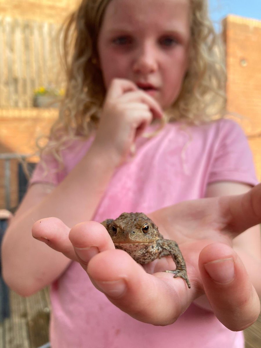 adeleS79312879's tweet image. We had a little visitor in our garden today 🐸 ⁦@Burnopfield_sch⁩