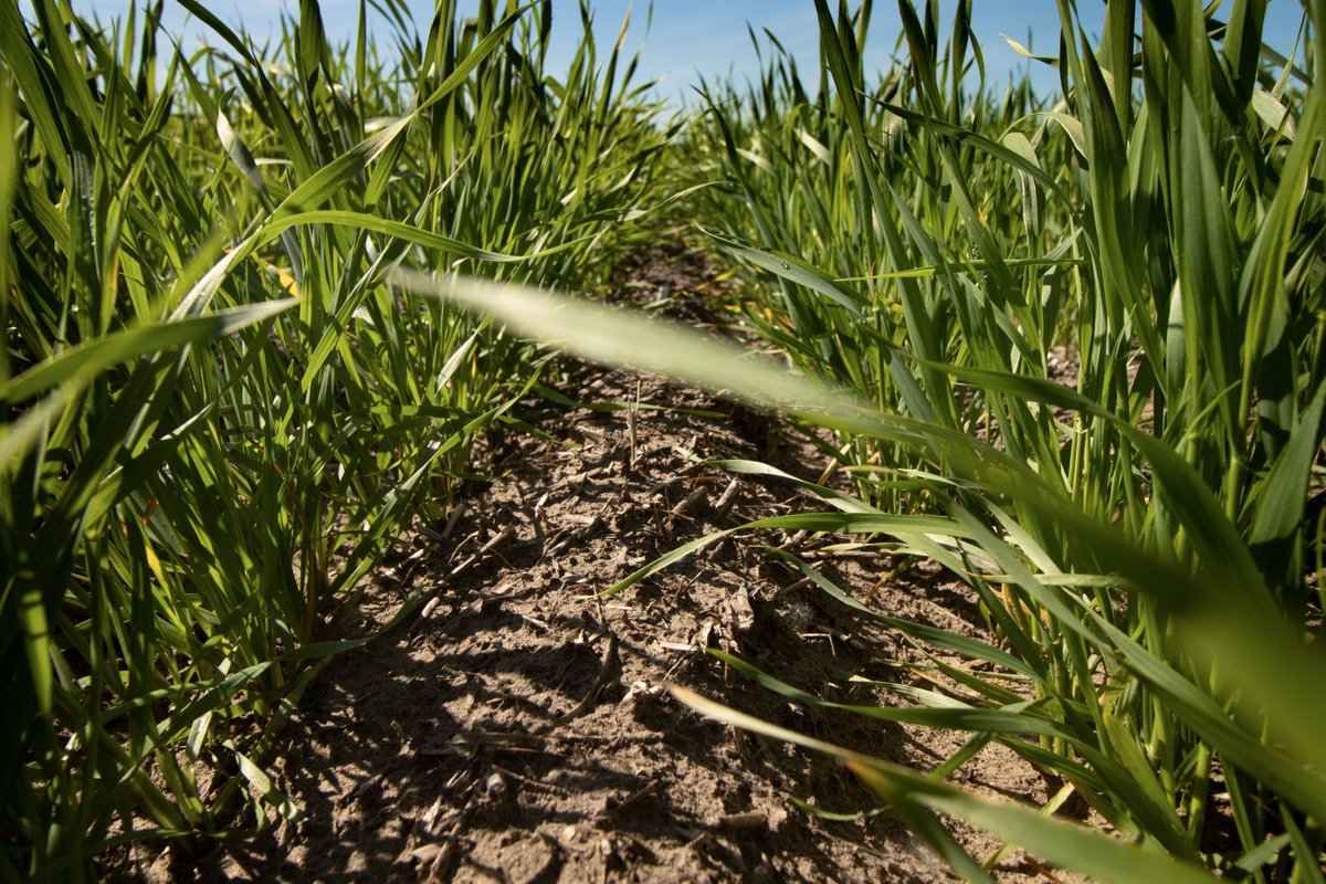 VaderstadNA's tweet photo. Check out this even emergence of #SeedHawk wheat in Hudson Bay, SK. Notice the furrow effect, it helps provide blackened soil for quicker warm-up, faster mineralization while the trash/stubble helps protect against wind erosion and moisture loss #CropChecking https://t.co/E5od9NTqnL