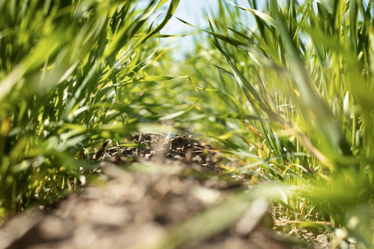 Check out this even emergence of #SeedHawk wheat in Hudson Bay, SK. Notice the furrow effect, it helps provide blackened soil for quicker warm-up, faster mineralization while the trash/stubble helps protect against wind erosion and moisture loss #CropChecking