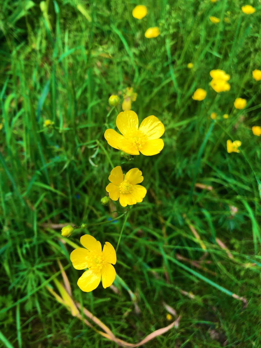 ladylolipops's tweet photo. Ranunculus repens #thecreepingbuttercup #buttercups #yellowflower #NaturePhotography #amateurphotography #flowersoftwitter #Flowersofsummer #flowers #nature #photography https://t.co/Ex12PQazy3