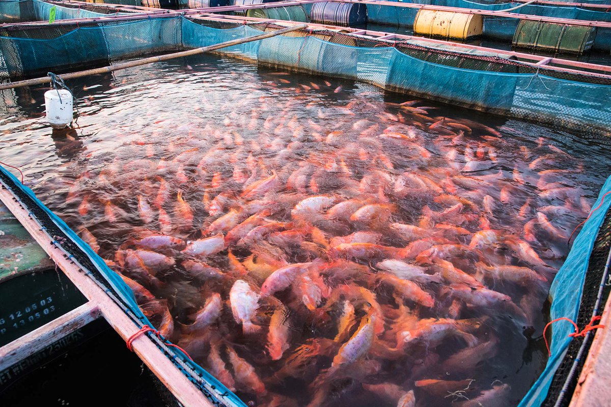 Wuhan Coronavirus Activated By "Swine flu In Filth"Some interesting insights into Aquaculture, Tilapia, Pigs and Chinese Fisheries from Yoichi Shimatsu, a renegade Japanese journalist, who is also quite an expert on SARS & Viruses https://rense.com//general96/china-outbreak-part-2.php