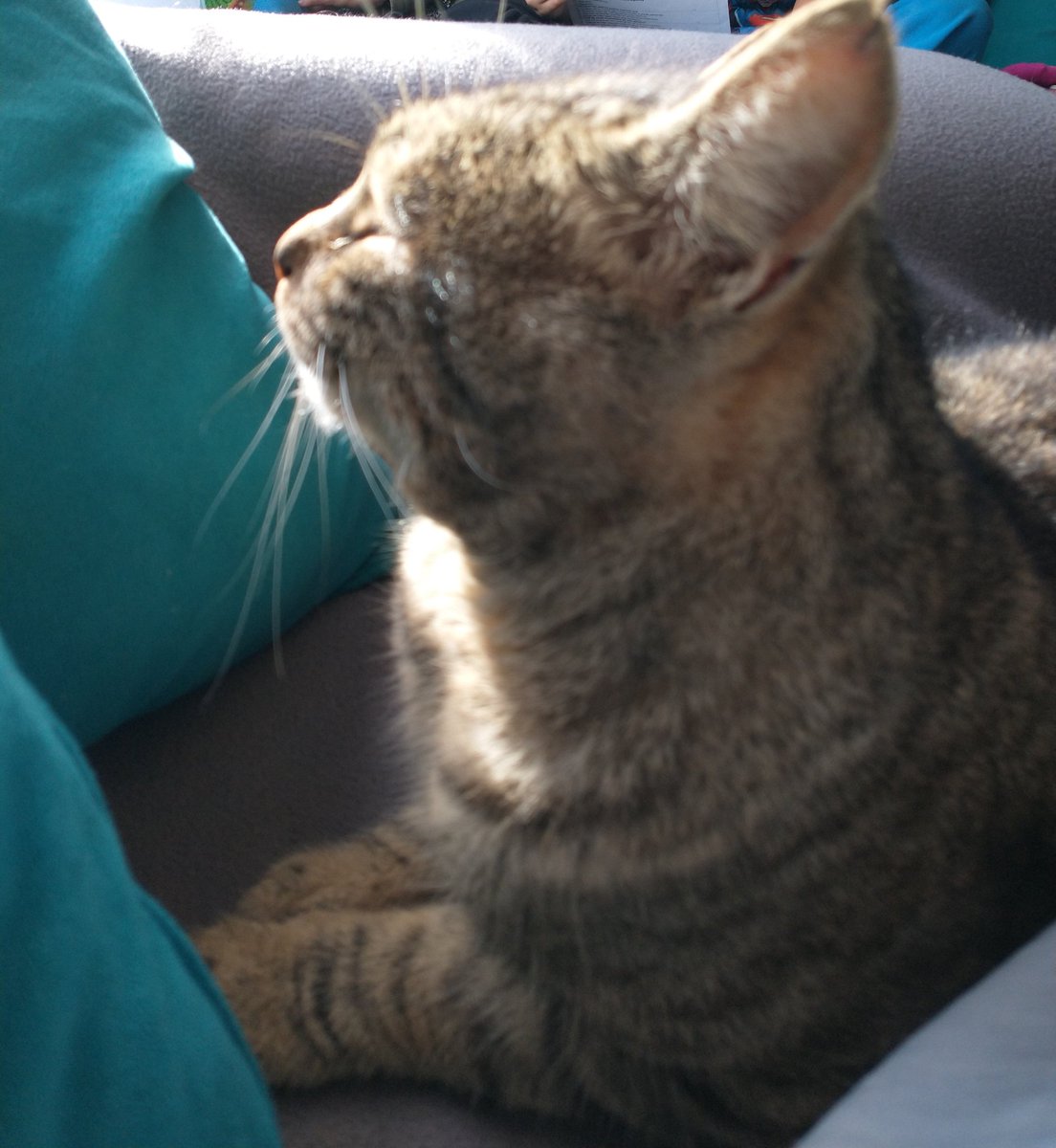 Cami_PReyes's tweet photo. Michín❤️ #Michin #gatos #amor #FelizMiercoles https://t.co/2QGdaY721T