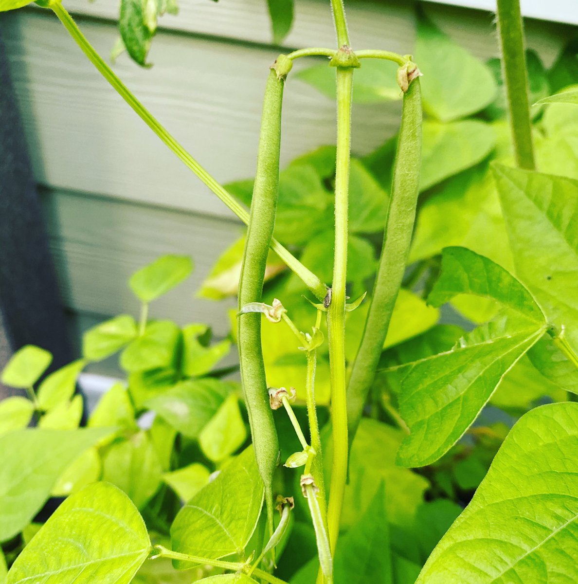 still taking a break from social media (i’m tired ... of everything) but my string beans are actually string beans (and no longer just seeds or leaves or flowers) and i’m so happy things still flower and grow and change. breathe. bloom. be. 