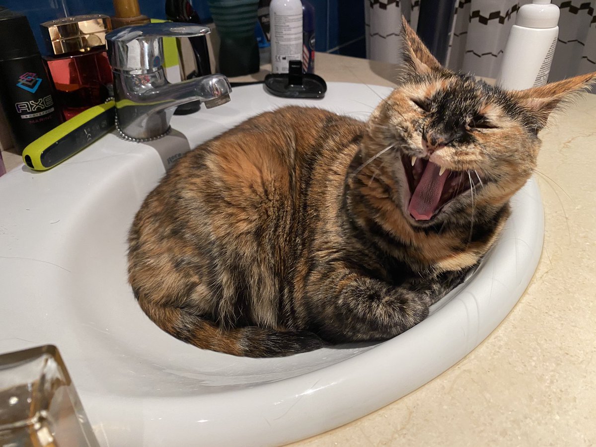 Alexelcapo tweet media