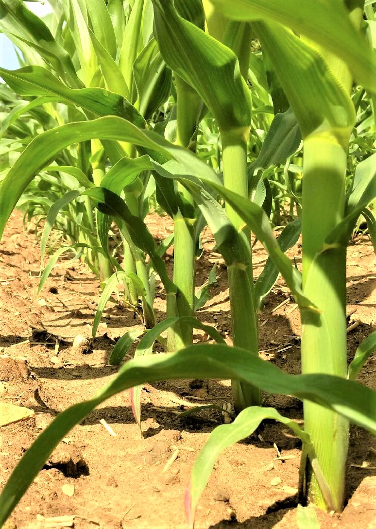 FarmForProfitCA's tweet photo. Fusarium Tips:
Living soil, teaming with microbial activity, is naturally aerated and accepts rain water very well. This can help protect against fusarium growth on crops, as water is not pooling and causing fusarium spores to splash up onto the crop. https://t.co/O2gQNULnKK