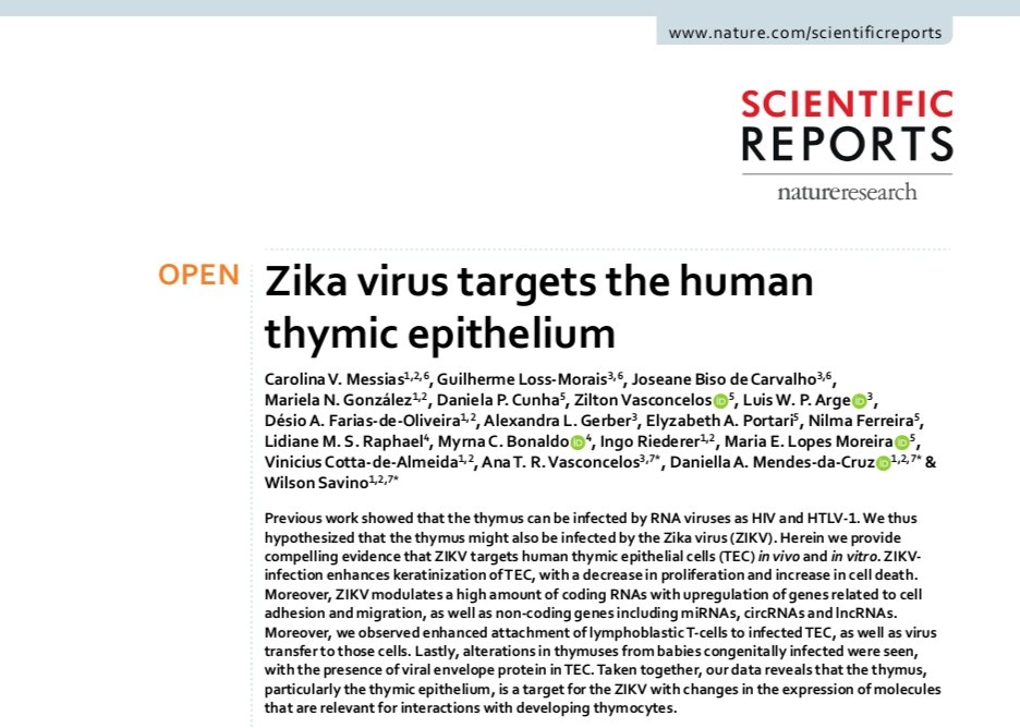 Another article from <a href="/SciReports/">Scientific Reports</a>! #ZikaVirus targets the human #ThymicEpithelium. | Author: <a href="/SavinoWilson/">Wilson Savino</a>
doi.org/10.1038/s41598…