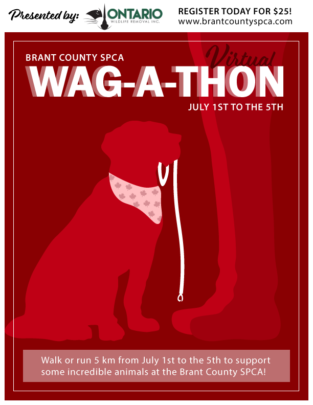 brant county spca dogs for adoption