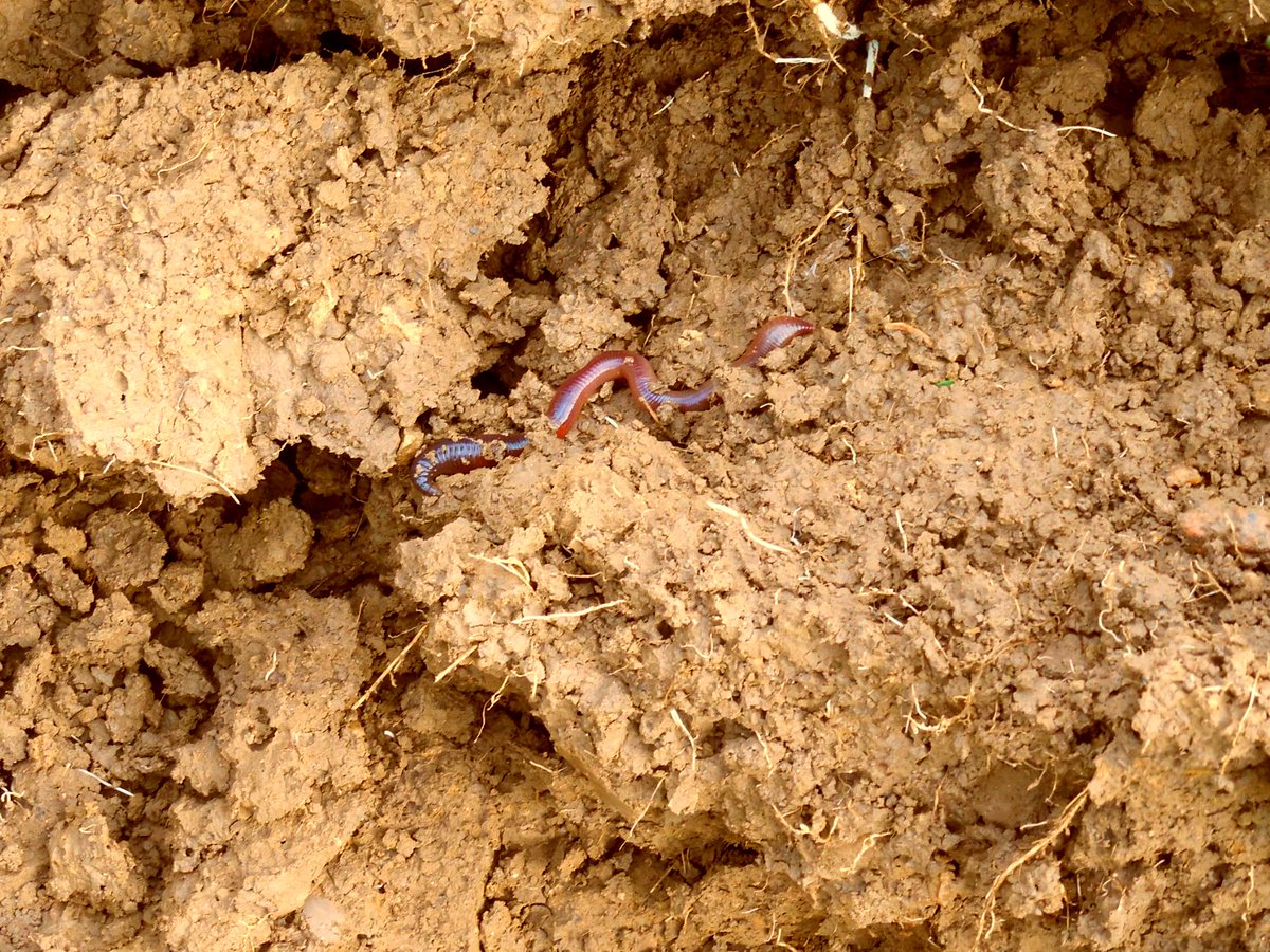 FarmForProfitCA's tweet photo. Fusarium Tips:
Living soil, teaming with microbial activity, is naturally aerated and accepts rain water very well. This can help protect against fusarium growth on crops, as water is not pooling and causing fusarium spores to splash up onto the crop. https://t.co/O2gQNULnKK