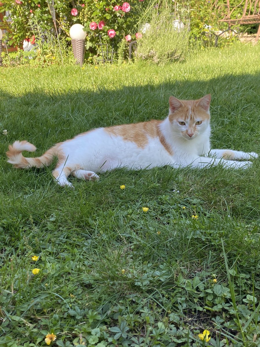 ChestertheCat7's tweet photo. 🐾Today is my Birthday 🎉🎂, thank you mom and dad! Chester 🐈🐾 https://t.co/SRSqWUTHRg