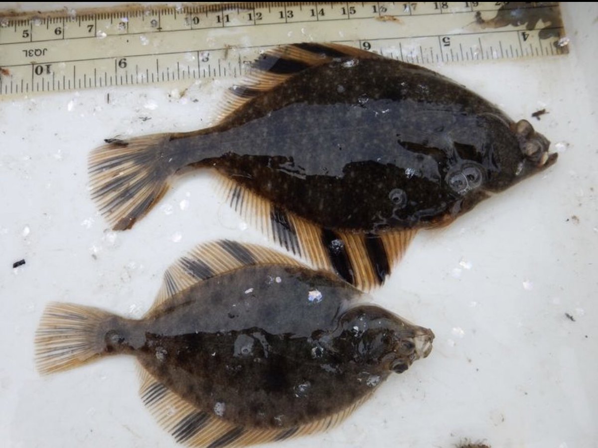 slziegler220's tweet photo. Even though they are in the righteye flounder family the % of starry flounder that are left-eyed (sinistral) vs right-eyed (dextral) varies geographically.
California 50-60%
Alaska ~67%
Japan 100%
#whatfishwednesday #fishfacts
📷:https://t.co/XLyzGFMwkb https://t.co/28D8u7hEYf