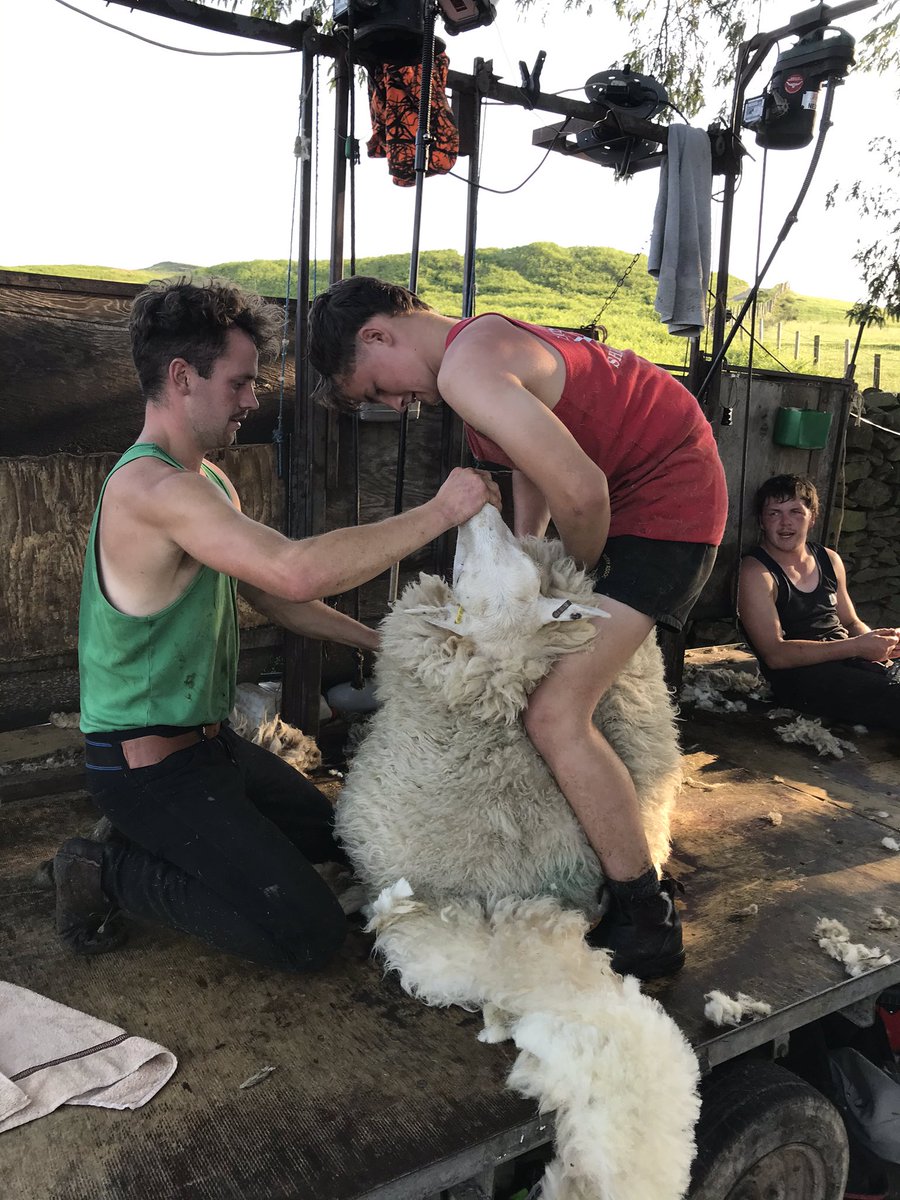 Excellent day off to help shearing on the hill. Even did a few myself and the boys had their first go! Diolch fyth am llafur teulu. Braf a poeth iawn.