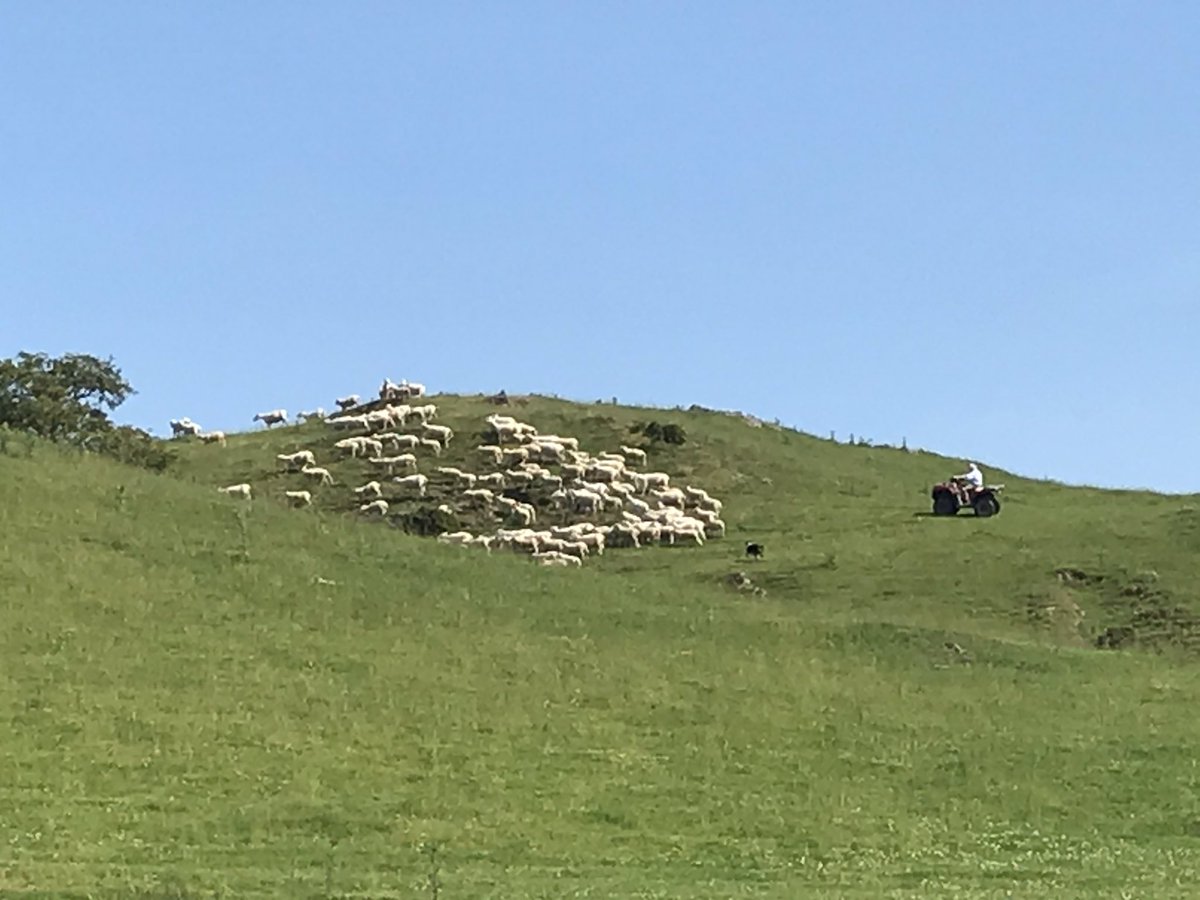 huwtudor's tweet photo. Excellent day off to help shearing on the hill. Even did a few myself and the boys had their first go! Diolch fyth am llafur teulu. Braf a poeth iawn. https://t.co/dYciCca52D
