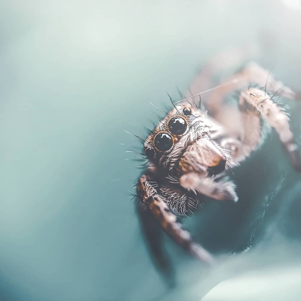 apexelindia's tweet photo. Amazing Shot by @febichayan through Prosumer Extreme Macro Phone Lens 😍😍😍
______________
BUY: https://t.co/su8LC4YU8S
______________
Price: Rs.899
Tags:
#xiaomi #jharkhand #smartphonephotography #madhyapradesh #incredibleindia #indiatravel #westbe… https://t.co/SuXwu8Bnhv https://t.co/H8nPnQ5NWN