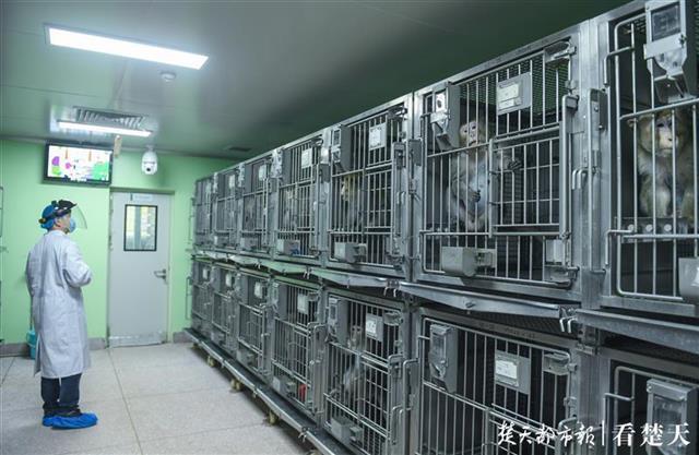 Explore the Institute of Model Animals of Wuhan University, which used to be one of the battlefields against SARS https://new.qq.com/omn/20191115/20191115A0OP1200.html