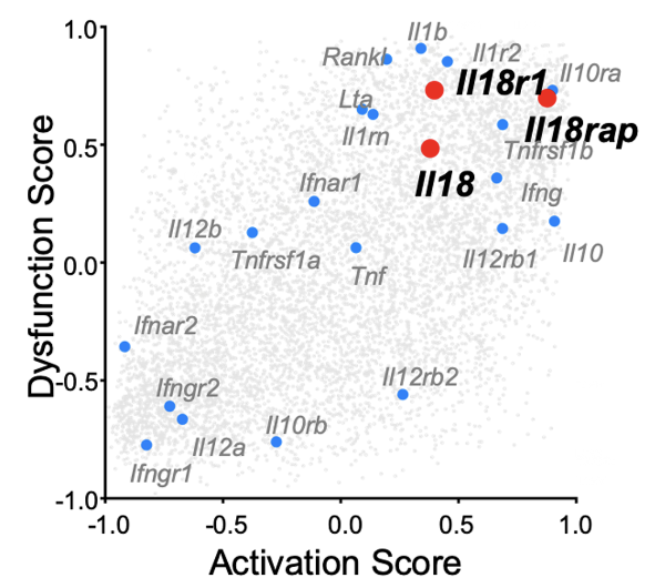 A sweet paper from  @AnaAndersonlab, one of the first scRNAseq papers on tumor infiltrating lymphocytes provided some clues ( https://tinyurl.com/y7gj5agn&nbsp;). Analyzing their data, we found that IL-18's receptor subunits were enriched in both activated & dysfunctional gene modules. (5/)