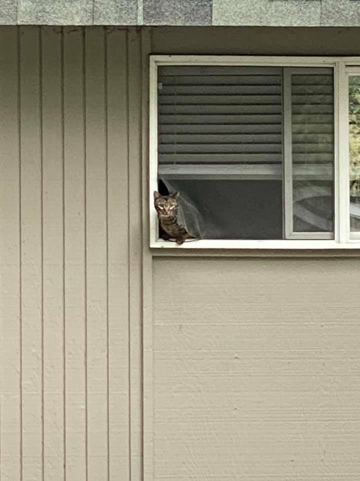 TexasArsenal's tweet image. Can I come????🐯