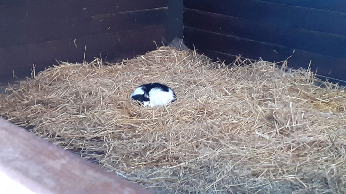 Coldcroftfarm's tweet photo. Thibk his bed is big enough? https://t.co/eZD8B2Nfeu