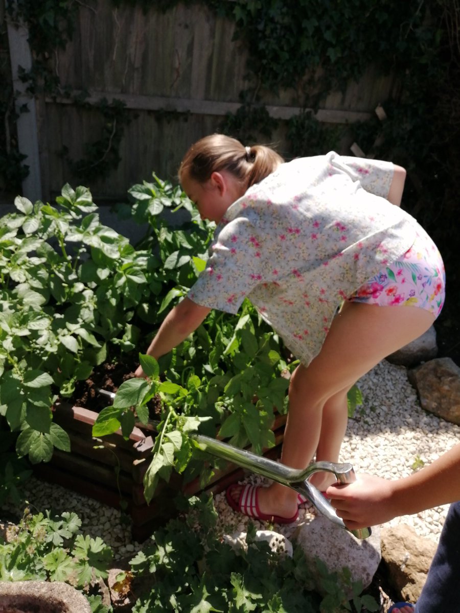 themrsjackbauer's tweet photo. @washingborough @wash_lks2 @wash_uks2  our first harvest, spuds, spuds glorious spuds... Fro dinner every night now, kids were so excited https://t.co/V03DcVOjnP