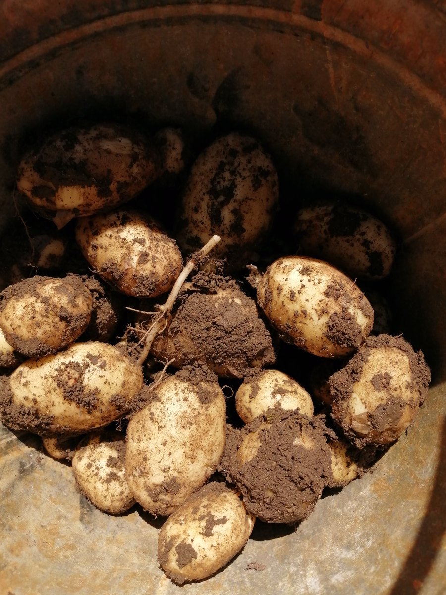 themrsjackbauer's tweet photo. @washingborough @wash_lks2 @wash_uks2  our first harvest, spuds, spuds glorious spuds... Fro dinner every night now, kids were so excited https://t.co/V03DcVOjnP