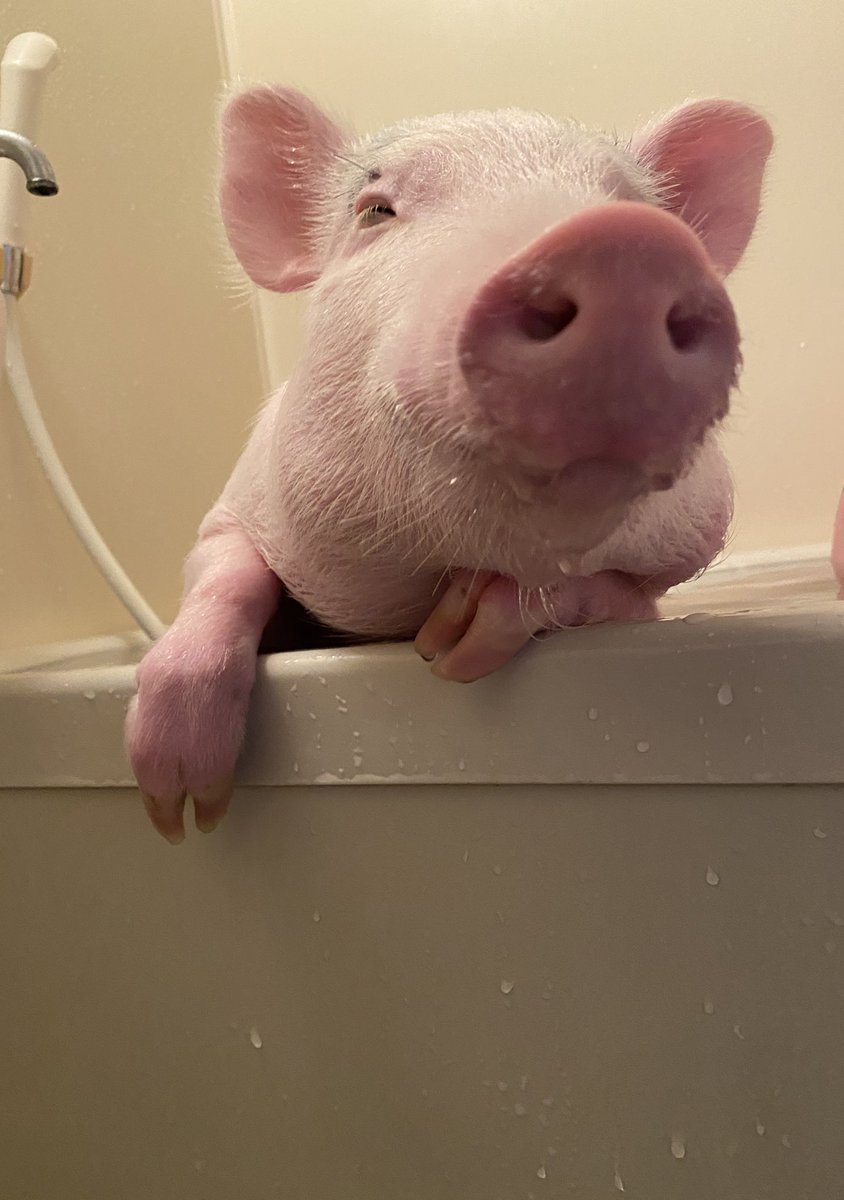 1Hoshi1's tweet photo. とんこち餅はいかがかな？🥰🐷 https://t.co/erovciY6KD