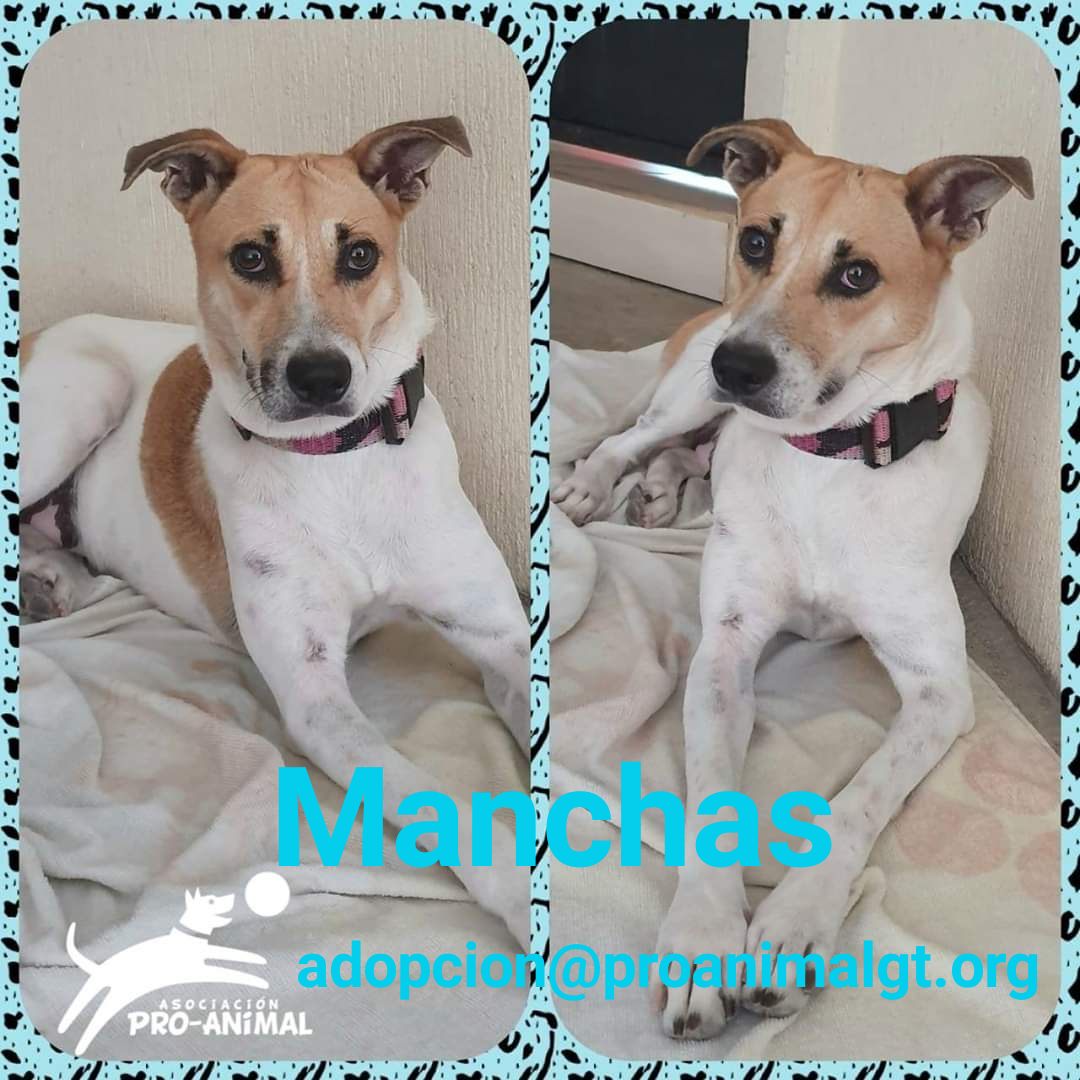 Proanimal_gt's tweet photo. #QuedateEnCasaGT
#URGENTE
Manchas es una perra esterilizada gracias a #Proyecto35
Casi recuperada y terminado sus antibiótico, será liberada en el mismo lugar en donde se encontró a menos que sea adoptada en estos días.
Adóptala o ayúdanos a encontrarle 🏡.
#AdoptaNoCompres https://t.co/dvdOFsg85K