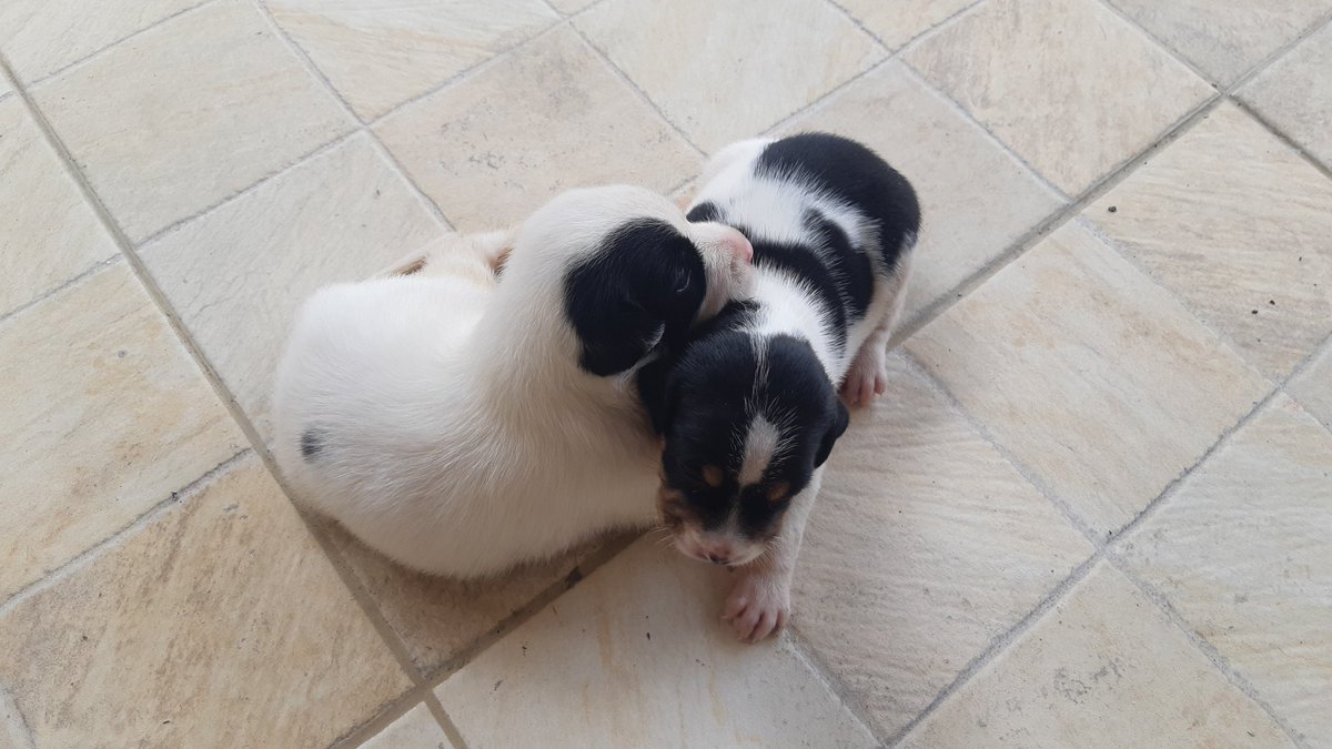 giov1495's tweet photo. A estas dos las tiraron en la basura y no me puedo quedar con ellas y necesitan a alguien que les ofrezca un techo🙁 un rt también ayuda https://t.co/KMg3ivmhvi