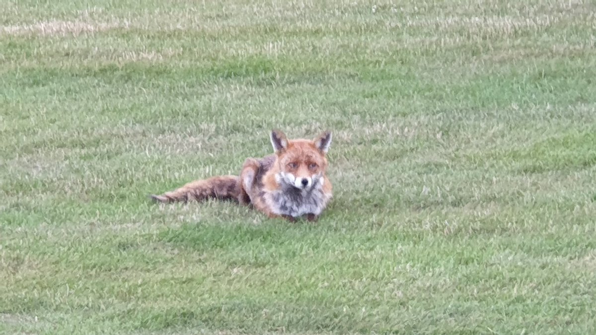 fentinic's tweet photo. Basil having a lie down and why not, it's been a hot day. #woodcoteparkgolfcourse #cousldon #fox https://t.co/8KlkMiHNch