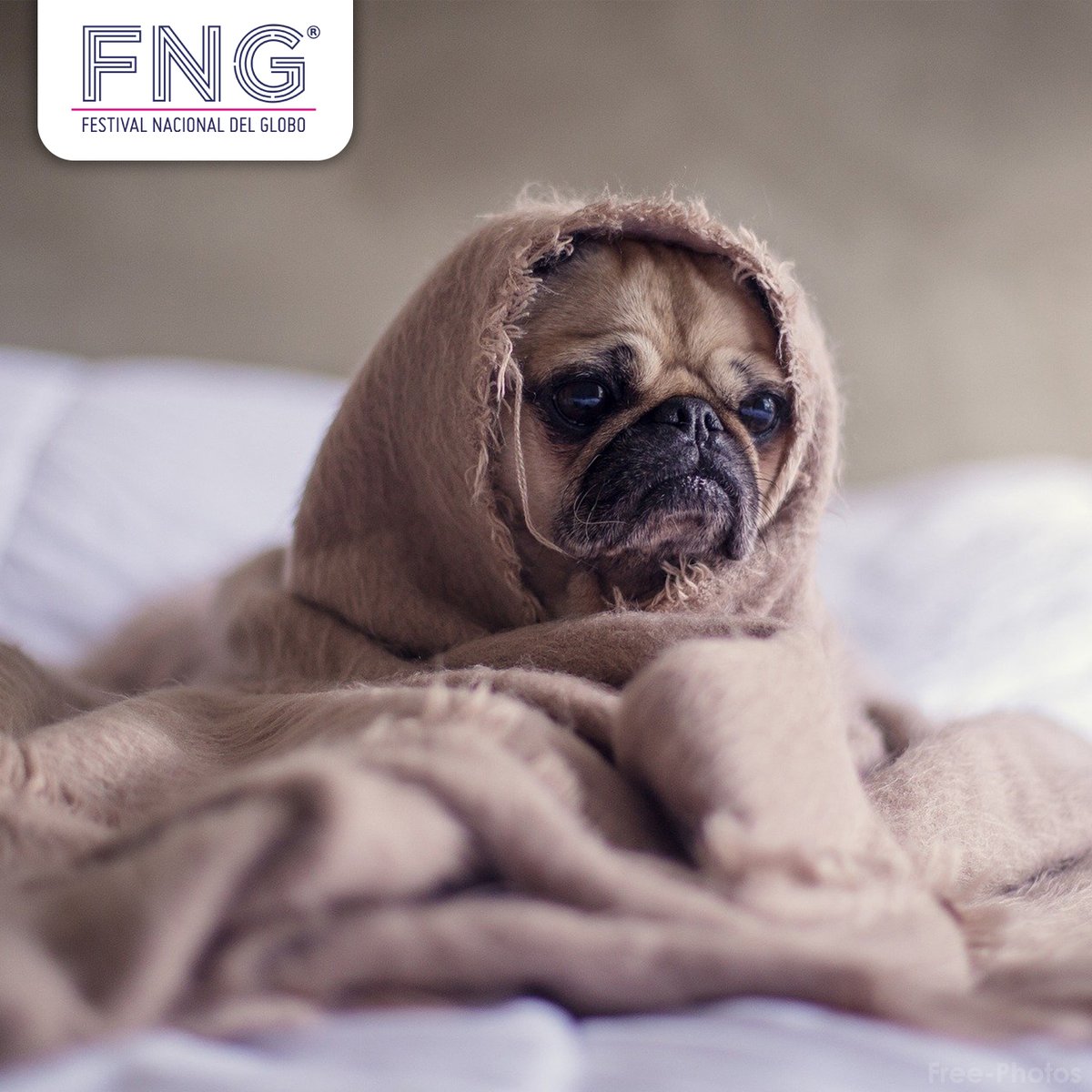 fest_globomx's tweet photo. ➡ ¿Quiénes de todo el #CrewFNG son amantes de los perritos?🐶
Nos encantaría conocer a sus #perrhijos con los que conviven en esta cuarentena 💜
Compartan sus fotos fav's 😏 https://t.co/U9170zGxMZ
