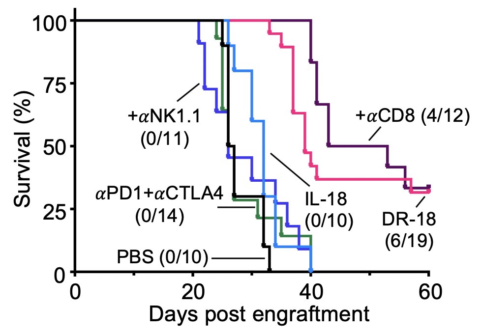 Because IL-18 also can stimulate the innate immune system, we also wondered if it could act on tumors that were resistant to checkpoint inhibitors due to loss of MHC class I. The answer is yes, and in this case, its activity was NK cell mediated. (15/)