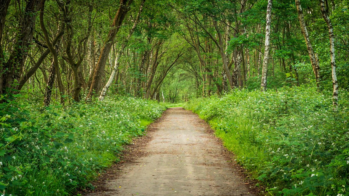 StuWPhotography's tweet photo. #nikon #sigma #landscapephotography #appicoftheweek #practicalphotography #cannockchase #visitstaffordshire #visitcannockchase https://t.co/XLwXRXVypQ