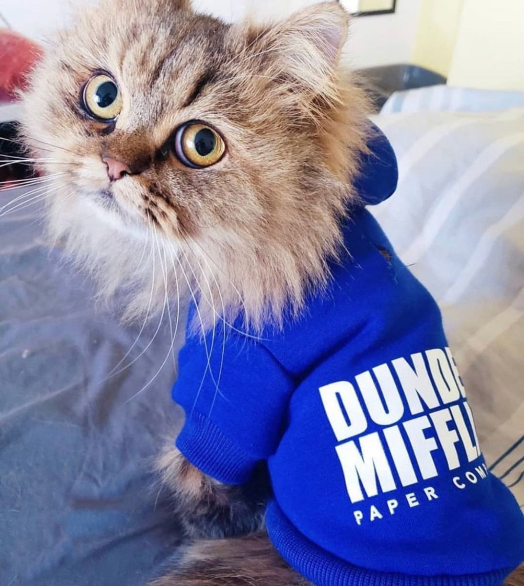 Cat tested, Angela approved. #theoffice @boxlunchgifts. 📷: <a href="/FreshPawZ/">Fresh Pawz</a>