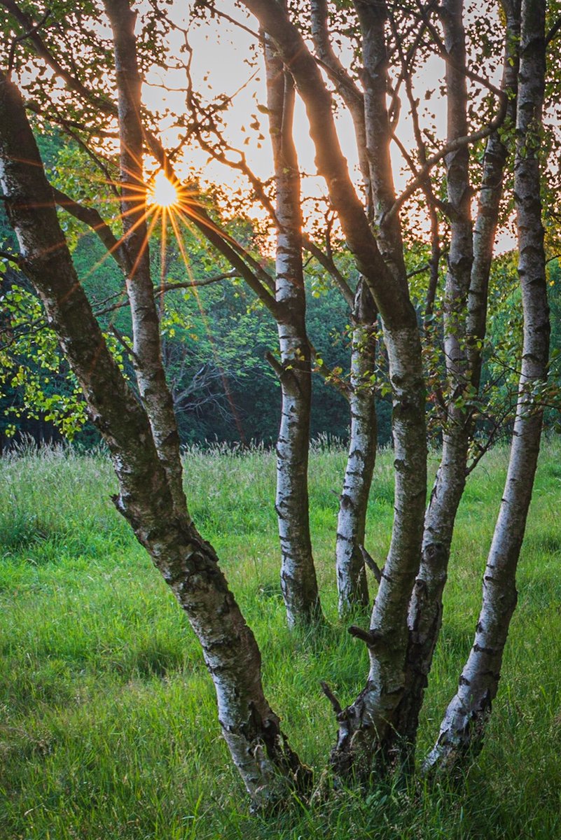 StuWPhotography's tweet photo. #nikon #sigma #landscapephotography #appicoftheweek #practicalphotography #cannockchase #visitstaffordshire #visitcannockchase https://t.co/wDJQqh0K0g