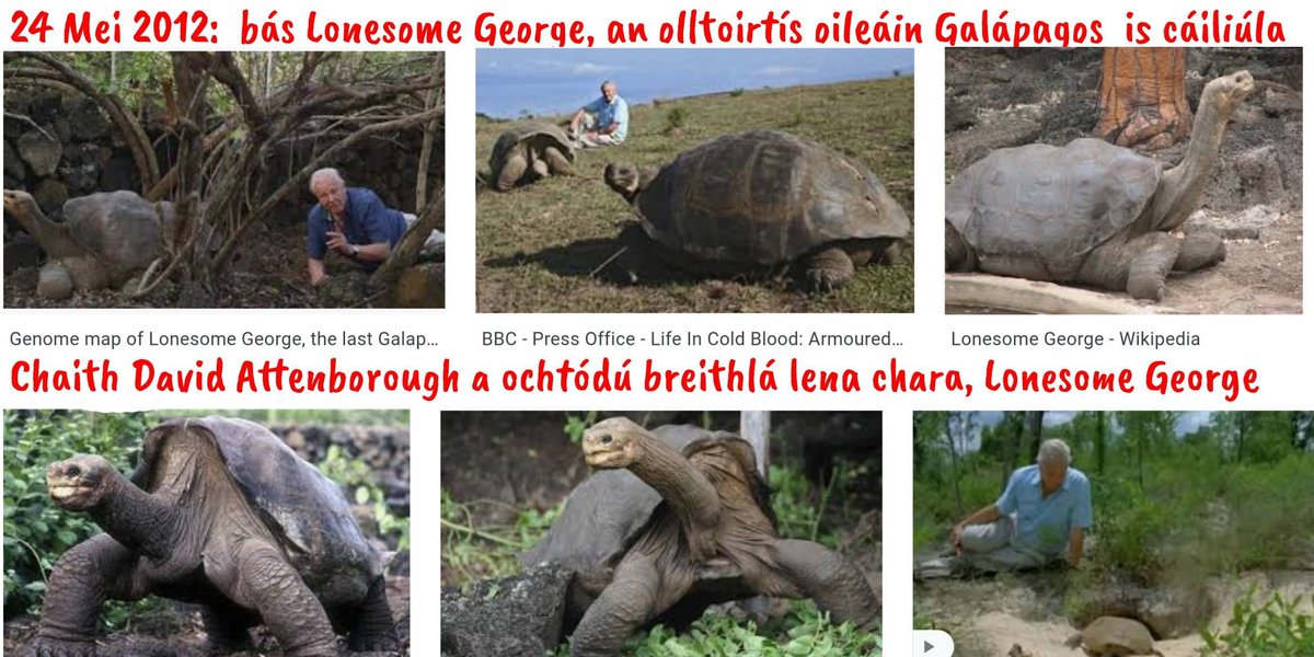 Olltoirtís ab ea Lonesome George ina chónaí ar na hOileáin Galapagos.
Thug an reiptíl saol fada leis.
Meastar go raibh George tuairim is 100 bliain d’aois
nuair a d'éag sé, ó bhó,
ar 24 Meitheamh 2012.
=&gt;
Ba é an t-ainmhí ba theirce ar domhan é ag an am.
ga.wikipedia.org/wiki/Lonesome_…