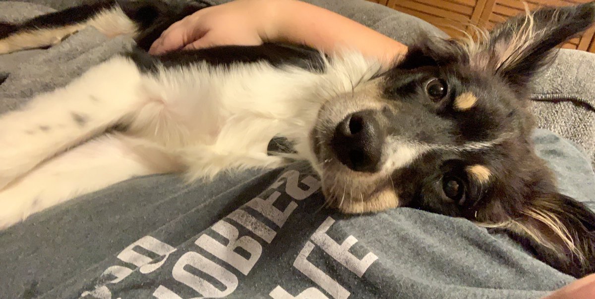 itsMaggieRuth's tweet photo. @smosh This is Beau, my 6 month old Aussie 🥰 https://t.co/yob4v0mCDS